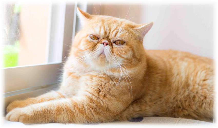 Exotic Shorthair